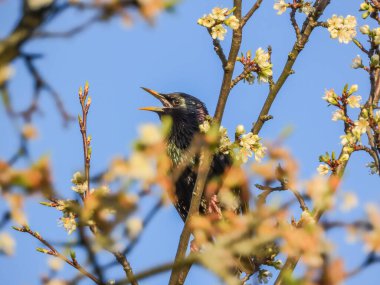 Sturnus vulgaris çiçekli bir dalda oturuyor.
