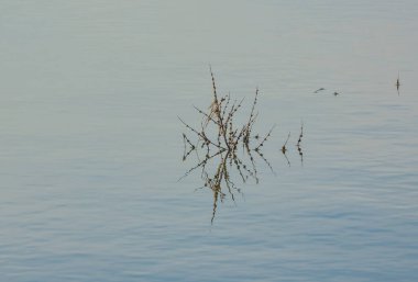 Kuru bitkiler suyla çevrili.