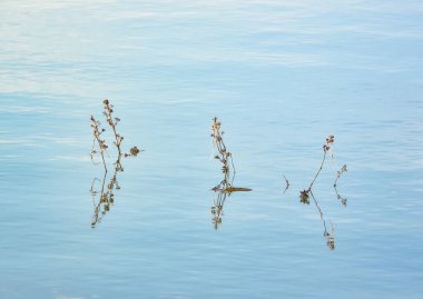 Kuru bitkiler suyla çevrili.