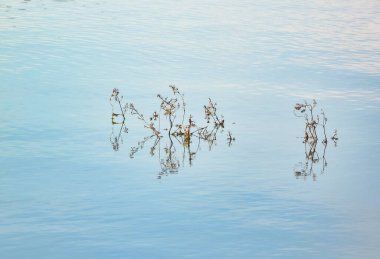 Kuru bitkiler suyla çevrili.