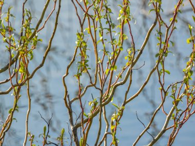 Salix matsudana Bir bahar günü gölde