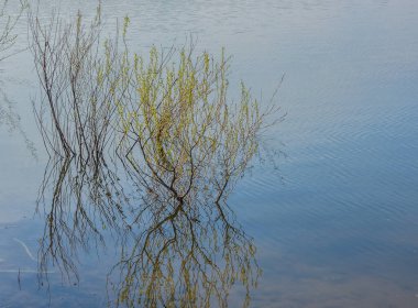 Salix matsudana Bir bahar günü gölde