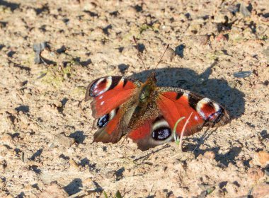 Aglais io kelebek yerde oturuyor.