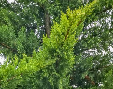 Yağmurlu bir bahar gününde Cupressocyparis leylandii