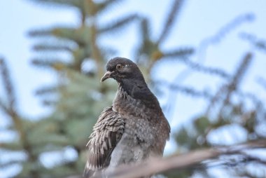 City pigeon on a tiled roof
