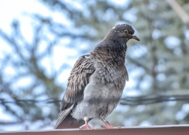 City pigeon on a tiled roof