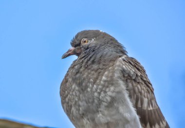 City pigeon on a tiled roof