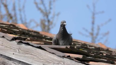 Şehir güvercini çatıda güneşleniyor.