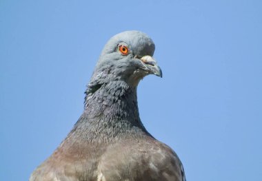 Şehir güvercini çatıda güneşleniyor.