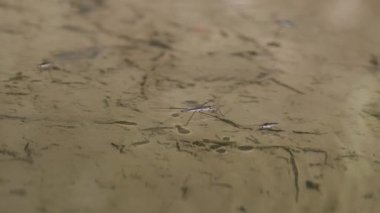 Güneşli bir günde suyun yüzeyindeki doğal koşullarda gölet yürüyüşçüleri