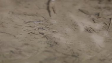 Güneşli bir günde suyun yüzeyindeki doğal koşullarda gölet yürüyüşçüleri