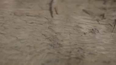 Güneşli bir günde suyun yüzeyindeki doğal koşullarda gölet yürüyüşçüleri