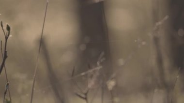 Arkaplan için doğal sanatçı doğası bokeh