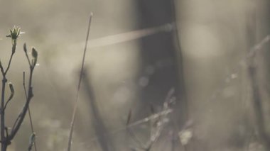 Arkaplan için doğal sanatçı doğası bokeh