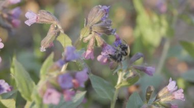Yabanarısı akciğerotundan nektar topluyor.