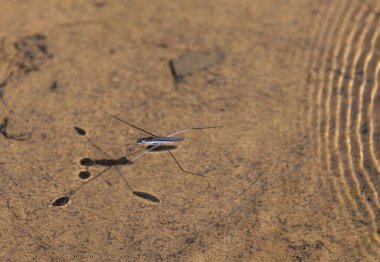 Güneşli bir günde suyun yüzeyindeki doğal koşullarda gölet yürüyüşçüleri