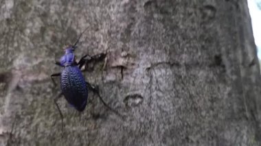 Baharda bir ağaçta nadir bulunan Carabus intricatus.