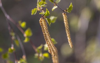 Genç yapraklar rüzgarda bir huş ağacında
