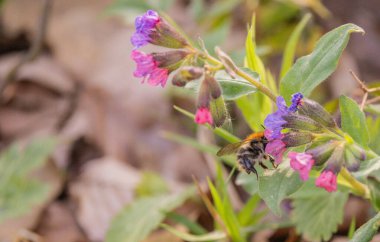 Yabanarısı akciğerotundan nektar topluyor.