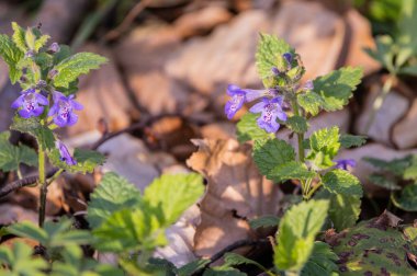 Bir bahar ormanında Glechoma hederacea