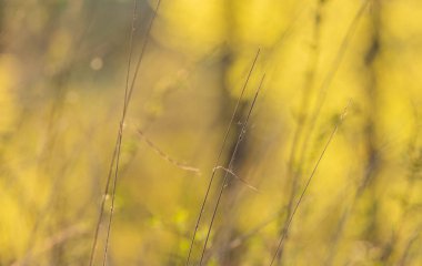 Arkaplan için doğal sanatçı doğası bokeh