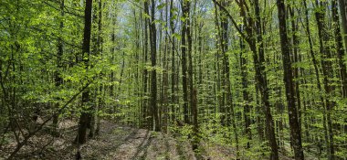 Dağ kayın ormanlarının bahar manzarası