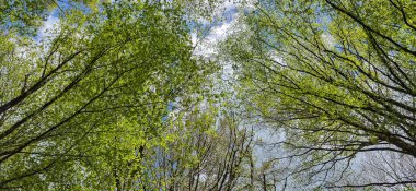 Dağ kayın ormanlarının bahar manzarası
