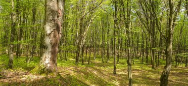 Dağ kayın ormanlarının bahar manzarası