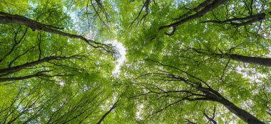 Dağ kayın ormanlarının bahar manzarası