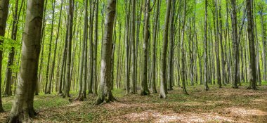 Dağ kayın ormanlarının bahar manzarası