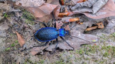 Baharda bir ağaçta nadir bulunan Carabus intricatus.