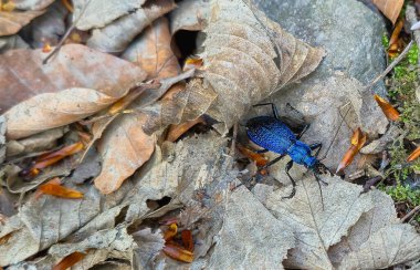 Baharda bir ağaçta nadir bulunan Carabus intricatus.