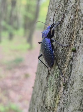 Baharda bir ağaçta nadir bulunan Carabus intricatus.