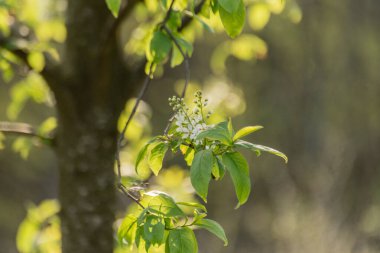 Prunus padus Bahar Dağı ormanında