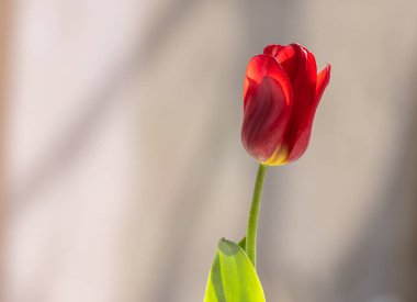 Pastel arka planda kırmızı açan lale