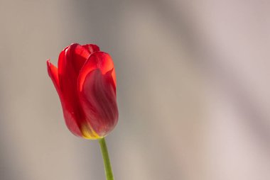 Pastel arka planda kırmızı açan lale