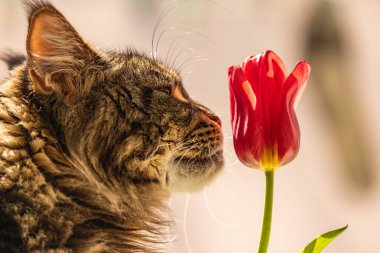 Mermer renkli laleli Rakun 'un Portresi