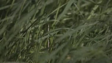 Sulu, genç çimenler rüzgarda sallanıyor