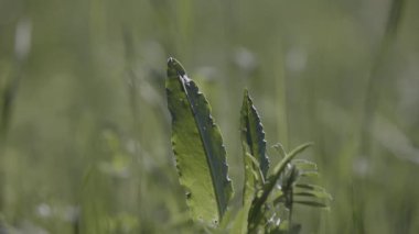 Rumex asetosa rüzgarda sallanıyor