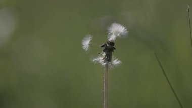 Bahar karahindiba rüzgarda sallanıyor