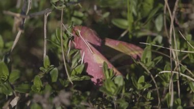 Deilephila Porcellus dağlarda çimlerde oturur.