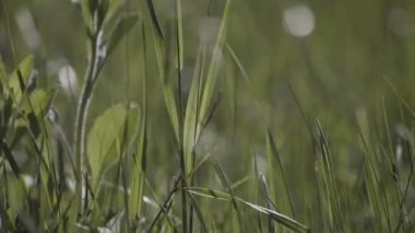 Sulu, genç çimenler rüzgarda sallanıyor