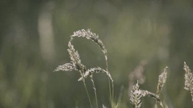 Gastridyum ventrikozum bitkisi rüzgarda sallanıyor.