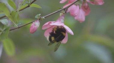 Bir yaban arısı Chaenomeles japonica çiçeklerinden nektar toplar.