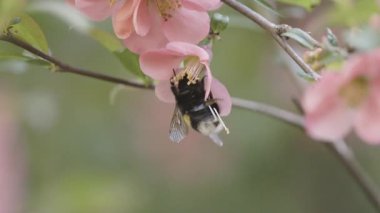 Bir yaban arısı Chaenomeles japonica çiçeklerinden nektar toplar.