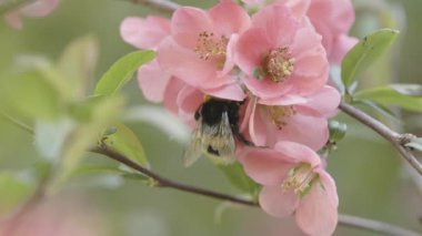 Bir yaban arısı Chaenomeles japonica çiçeklerinden nektar toplar.