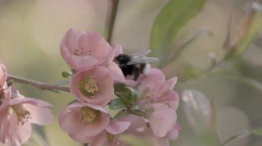 Bir yaban arısı Chaenomeles japonica çiçeklerinden nektar toplar.