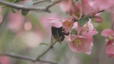 Bir yaban arısı Chaenomeles japonica çiçeklerinden nektar toplar.