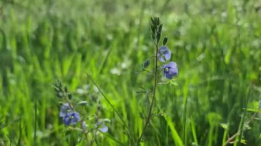 Bahar çiçeği Veronica çimlerde kuruyor