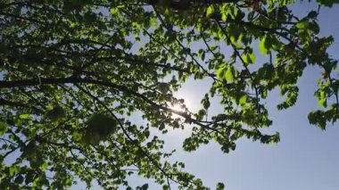 Baharda kocaman bir meyve ağacı.